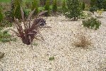 Decorative Gravel